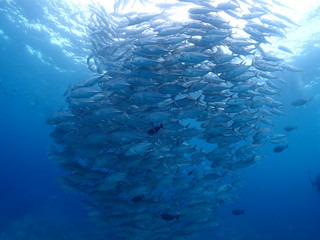Fototapeta na wymiar Numerous Bigeye Trevally are swarming and swimming in the sea.