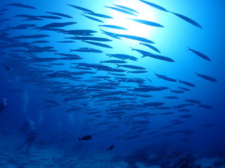 Fototapeta na wymiar Numerous Bigeye Barracuda are swarming and swimming in the sea.