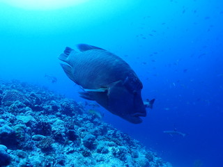 Humphead Wrasse is swimming slowly in the sea.