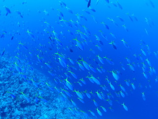 Fototapeta na wymiar Numerous Yellow and Blueback Fusilier are swarming and swimming in the sea.