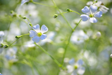 太陽の光に輝くカスミソウ