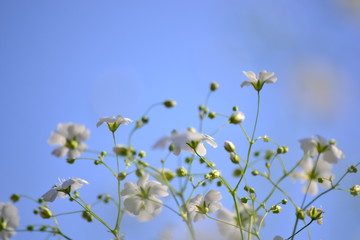 空に向って咲いているカスミソウ