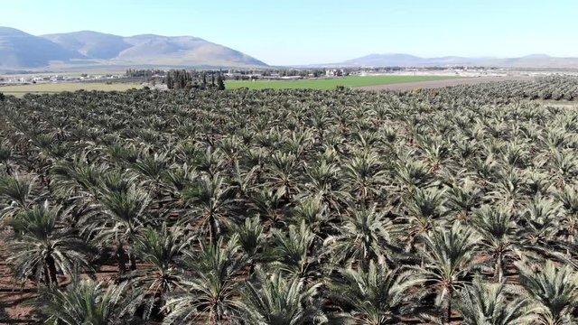 Palm Trees
Hovering over a palm trees plantation