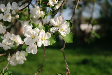 Beautiful apple tree branch with sun
