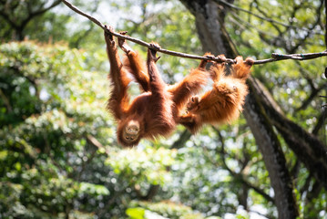A pair of orangutan at play on vines