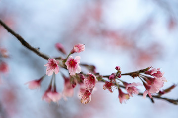 Wild himalayan cherry blooming pink tree of cherry blossom or Sakura flower - in winter at Chiang Mai of Thailand.soft focus.