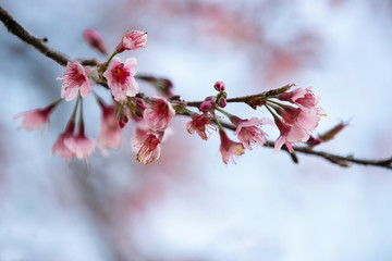 Wild himalayan cherry blooming pink tree of cherry blossom or Sakura flower - in winter at Chiang Mai of Thailand.soft focus.