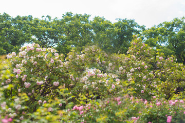 flowering bushes with white and pink small flowers in a green park in summer