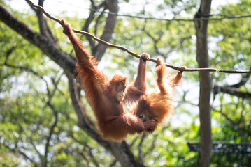 A pair of orangutan at play on vines