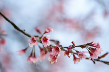Wild himalayan cherry blooming pink tree of cherry blossom or Sakura flower - in winter at Chiang Mai of Thailand.soft focus.