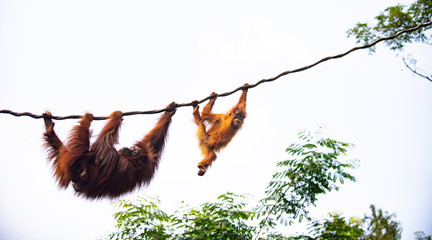 A pair of orangutan at play on vines