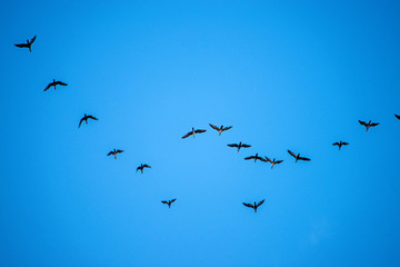Cormorants on the sky