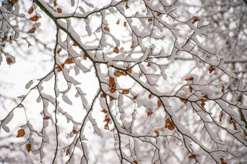 snowhat on a branch of a tree