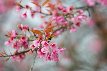 Fototapeta na wymiar Wild himalayan cherry blooming pink tree of cherry blossom or Sakura flower - in winter at Chiang Mai of Thailand.soft focus.