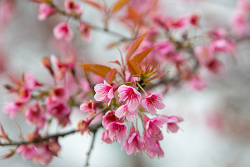 Wild himalayan cherry blooming pink tree of cherry blossom or Sakura flower - in winter at Chiang Mai of Thailand.soft focus.