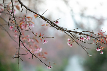Wild himalayan cherry blooming pink tree of cherry blossom or Sakura flower - in winter at Chiang Mai of Thailand.soft focus.