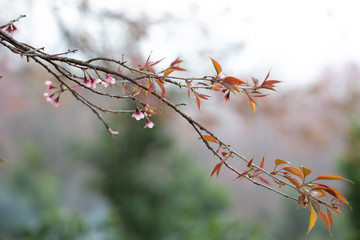 Wild himalayan cherry blooming pink tree of cherry blossom or Sakura flower - in winter at Chiang Mai of Thailand.soft focus.