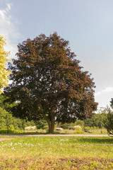Fototapeta premium high tree with a crown of brown leaves in a green park in summer
