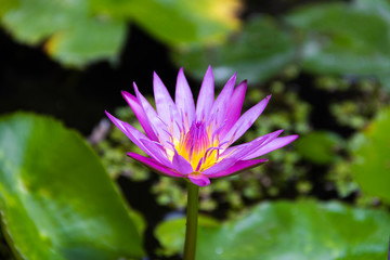 Beautiful pink blooming water lily float in pond with its leaves.