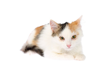 Beautiful 4-5 months old calico kitten lying sick with inflamed eyes, swollen eyelids and discharge. Isolated on white background
