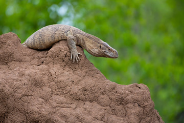 A monitor lizard makes itself comfortable on an ant heap in Kruger National Park, South Africa.