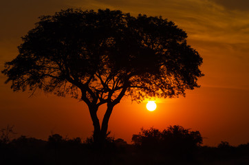 The sun sets majestically behind a tree in the Kruger National Park, South Africa.