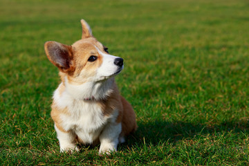 Dog breed Welsh Corgi Pembroke