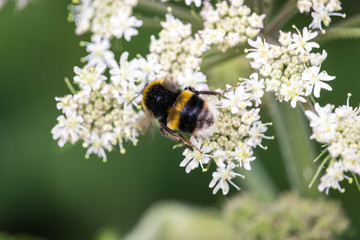 Bumblebee macro white flower