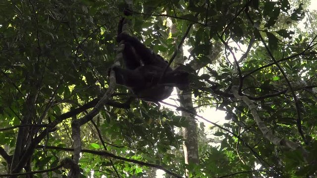 Chimpanzee Swinging, Kibale Forest, Uganda