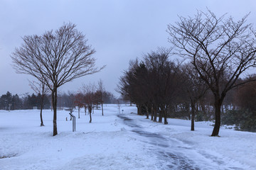 Winter scene of leafless trees at Hokkaido Japan