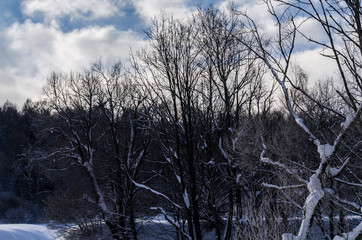zimowy las Bieszczady © wedrownik52