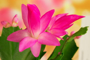 Pink Decembrist flower