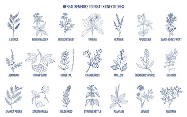 Fototapeta na wymiar Best herbs for kidney stone disease