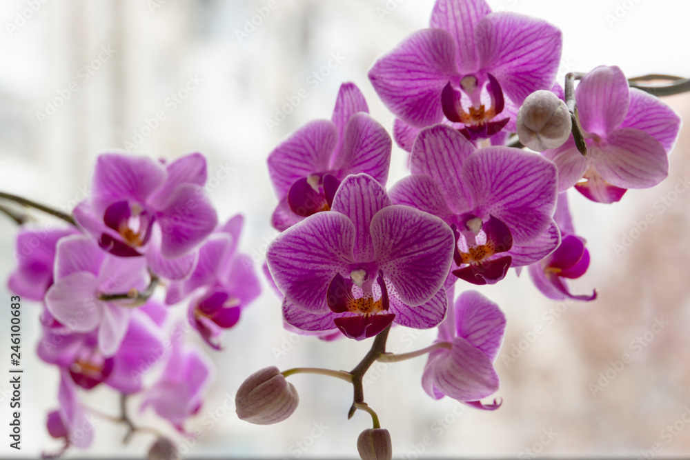 Wall mural Soft focus of two branches of striped purple mini orchids Sogo Vivien. Phalaenopsis,  Moth Orchid are located against the light on a gentle blurry background. A lovely idea for any design.