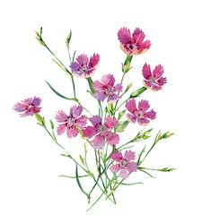 A small bouquet of wild carnations