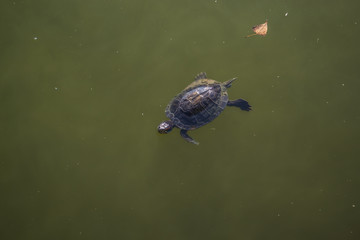 Obraz premium Small turtle in the river.