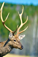 Fototapeta premium Deer (lat. Cervus elaphus) is located in a forest glade. Swith the sun. Spring.