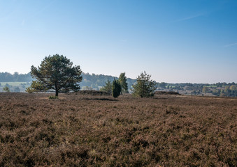 Landscape of Lueneburg Heath in sunlight, Germany