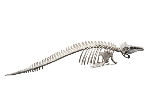 Skeleton Of Whale On White Background Isolated Stock Photo - Download Image  Now - Whale, Bone, Cut Out - iStock