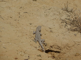 Ящерица в песке весной. Горы Казахстана.