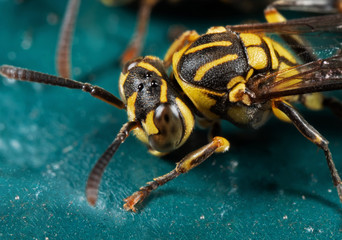 Macro Photo of Wasp on Turquoise Floor