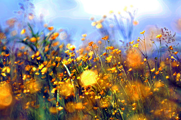 Fototapeta na wymiar Wildflowers lit by the sun. Changed photo color.