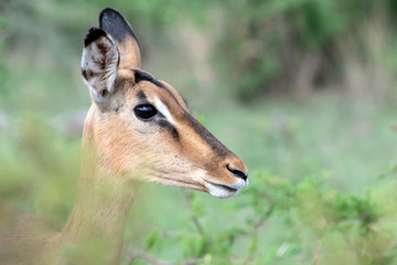 Impala Antelope