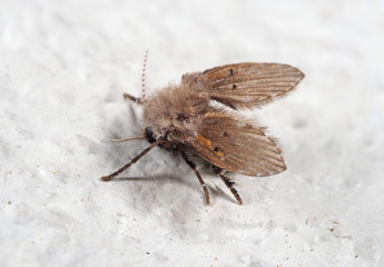 Macro Photo of Drain Fly on White Floor