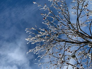 hoar-frost on tree branches in winter gainst blue sky with clouds