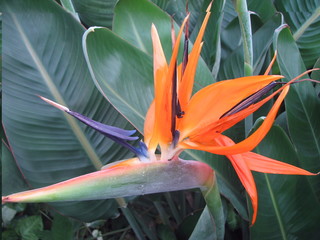 Close up of a bright beautiful orange paradise bird flower against the background of powerful green leaves. Strelitzia reginae