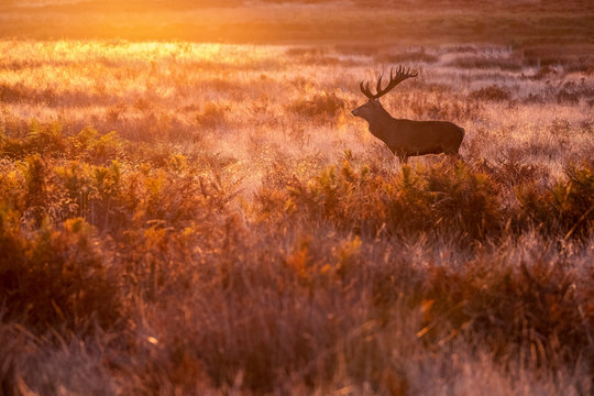 Red Deer (Cervus elaphus) in morning light