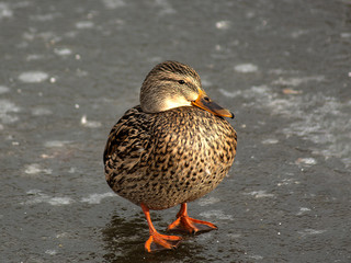 Kaczka © Henryk Olszewski