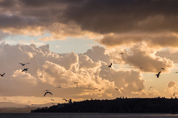 Birds flying over Trasimeno lake with warm sunset colors