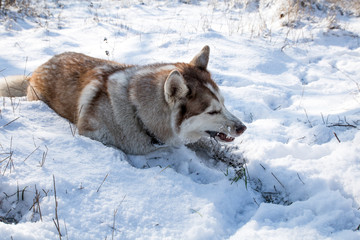husky dog hunting and eating mouse in the snowy winter park